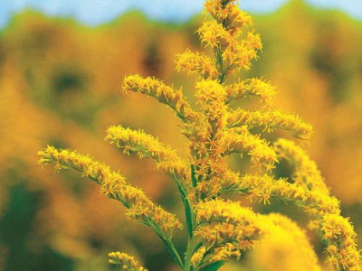 一枝黄花,绽放的坚韧与美丽