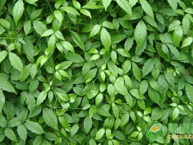 三叶青,古老植物的神奇功效与传承