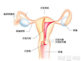 joyheitui子宫游戏,JoyHeitui子宫游戏深度解析