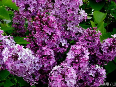 丁香花,绽放的浪漫与诗意