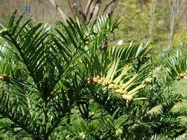三尖杉,古老植物的神奇功效与奥秘