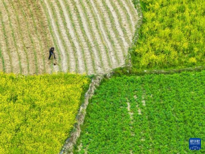 在希望的田野上,追寻乡村振兴的美丽画卷
