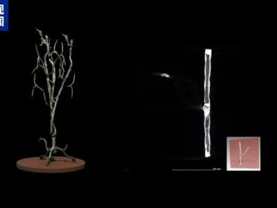 三星堆公布重大发现！专家：种种迹象表明，三星堆可能爆发过内战