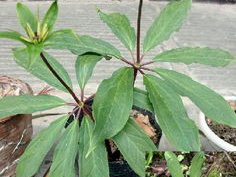 七叶一枝花图片,大自然的神奇瑰宝