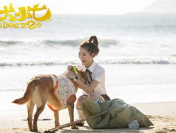 神犬小七2 电视剧,忠诚守护，再续传奇！