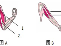 不同女b型状,曲线与线条的完美融合