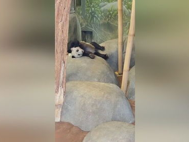 丫丫爬树了,一场童趣盎然的冒险之旅