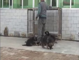 小犬当家在线观看,萌犬成长记