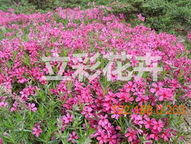 丛生福禄考,探寻古代科举之路的传奇人生